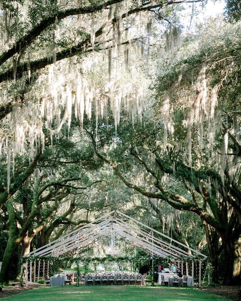 Carats & Cake on Instagram: “Definition of a fairytale wedding. This dreamy #Charleston fete by @afoxevent and @poppycustomfloral under a canopy of South Carolina trees…” Southern Wedding Ideas, Southern Wedding Venues, Southern Charm Wedding, Charleston Wedding Venues, King Photography, Dream Venue, Spanish Moss, Southern Weddings, Outdoor Venues