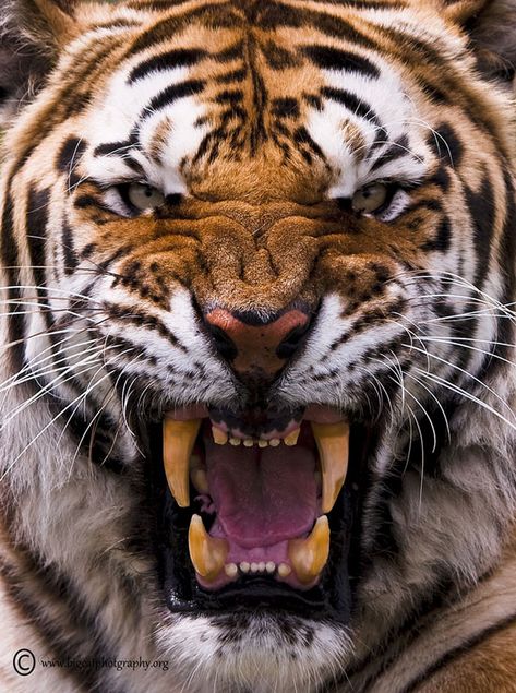 Tiger Photography - Edge of Extinction Tiger Fotografie, Tiger Photography, Big Cats Photography, Angry Tiger, Amur Tiger, Tiger Pictures, Tiger Tiger, Tiger Art, Majestic Animals