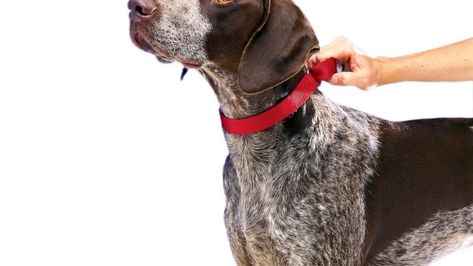 Martingale Collar For Dogs | How to Use Them and Which Ones Are Best Loose Leash Walking, Greyhound Collar, Westie Puppies, What Kind Of Dog, Baking Soda Cleaning, Lab Puppy, Martingale Dog Collar, Best Dog Training, Boston Terrier Dog