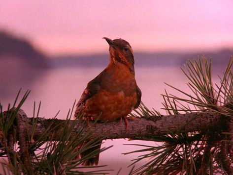 Twin Peaks Screencaps, Twin Peaks Aesthetic, Twin Peaks Laura Palmer, Twin Peaks 1990, Twin Peaks Art, Audrey Horne, Dale Cooper, Fire Walk With Me, Black Lodge