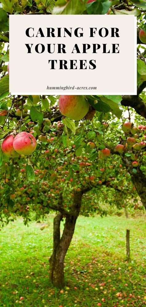 Learn everything you need to know about apple tree care for your backyard apple trees. From planting to pruning to fertilizing and MORE! Pruning An Apple Tree, How To Trim An Apple Tree, Apple Tree Landscaping Ideas, Apple Tree Pest Control, How To Plant An Apple Tree, Apple Tree Trellis, How To Start An Apple Orchard, Apple Tree Backyard, Fruit Tree Care