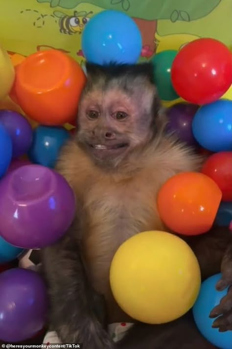 George The Monkey, Me Waiting, Monkey Pictures, Pet Monkey, Funny Pets, Monkeys, Cats Dogs, A Family, Balloons