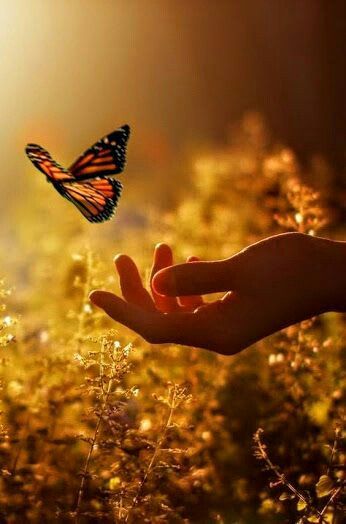 flower of compassion on Twitter: "There's no art which is more peaceful than the art of letting things go pic: @Eagleeye47 https://t.co/FDK3wtfX5L" Foto Art, Perfectionism, Jolie Photo, Alam Yang Indah, Health Awareness, A Butterfly, Image Hd, Beautiful Butterflies, Paint By Number