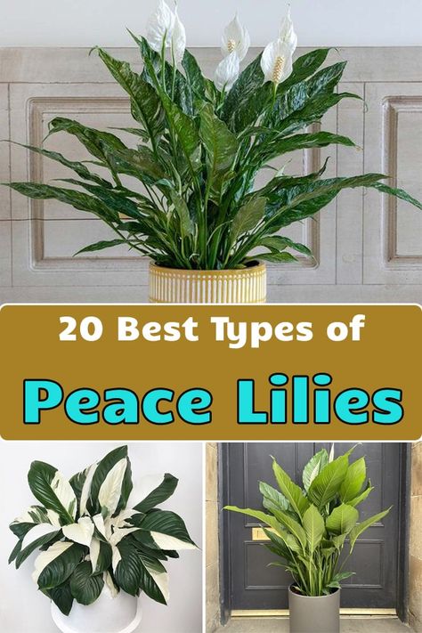 Indoor Peace Lily, Pink Peace Lily, Peace Lily Varieties, Variegated Peace Lily, Peace Lily Decor Living Rooms, Types Of Lillies, Peace Lily Benefits, Peace Lily Indoor, Lily Varieties