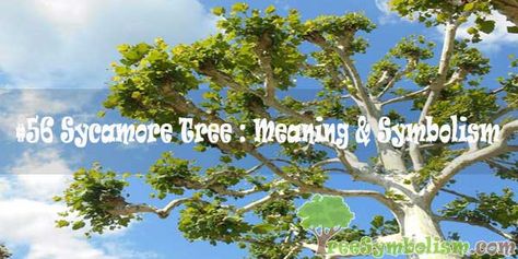 Tree Meanings, Letting Your Guard Down, Sequoia Tree, Sycamore Tree, Tree Spirit, White Patches, Great Expectations, Hope Symbol, How To Grow Taller