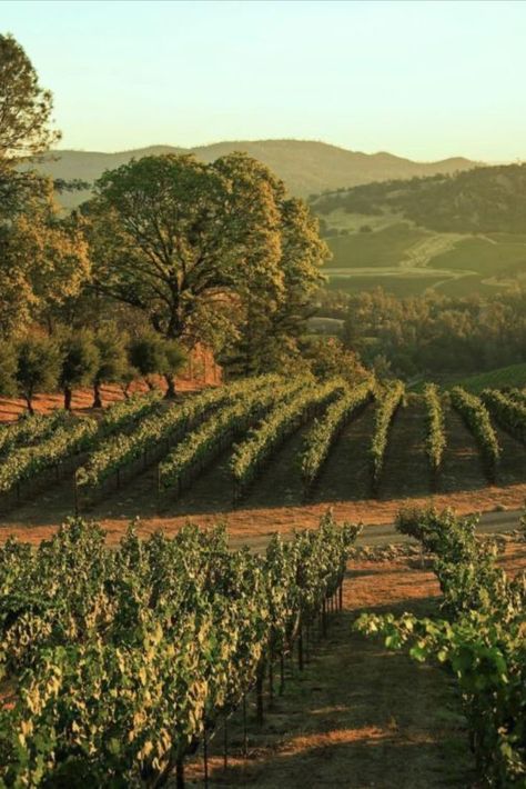 Unfortunately Yours, Napa Valley Map, Valley Aesthetic, Napa Valley Restaurants, Napa Valley Hotels, Napa Vineyards, Napa Valley Vineyards, Bollinger Bands, California Vineyards