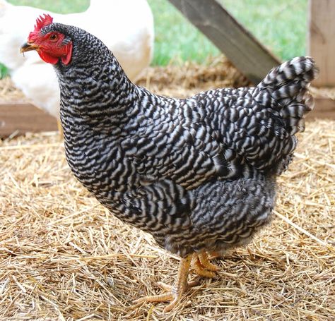 Chicken Husbandry, Cody Smith, Chicken Farming House, Barred Rock Chickens, Farming House, Plymouth Rock Chicken, Best Laying Chickens, Black And White Chickens, Urban Chicken Farming