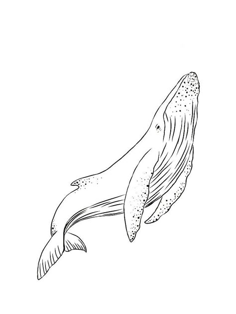 Whale Drawing, Beautiful Coloring Pages, Arte Doodle, Whale Tattoos, Ocean Tattoos, Whale Art, A Whale, Dream Tattoos, Arte Inspo