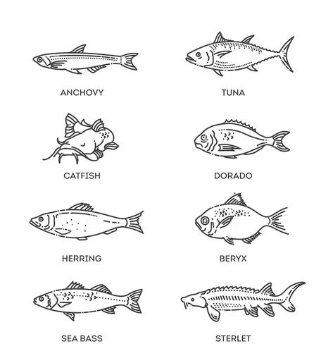 Premium Vector | Set of vector outline fish icons vector flat collection Different Types Of Fish Drawing, Fish Outline Drawing, Pacu Fish, Fish Doodles, Fish Line Art, Fish Outline, Flat Fish, Fish Designs, Fish Icon