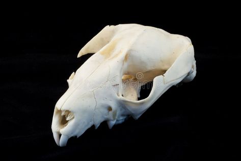 Rat skull. A rat skull isolated on black , #AFFILIATE, #skull, #Rat, #rat, #black, #isolated #ad Bone Reference, Rat Skull, Underground Lair, Skeletal Anatomy, The Rat King, Animal Skeleton, Skull Reference, Oddities And Curiosities, Rat King