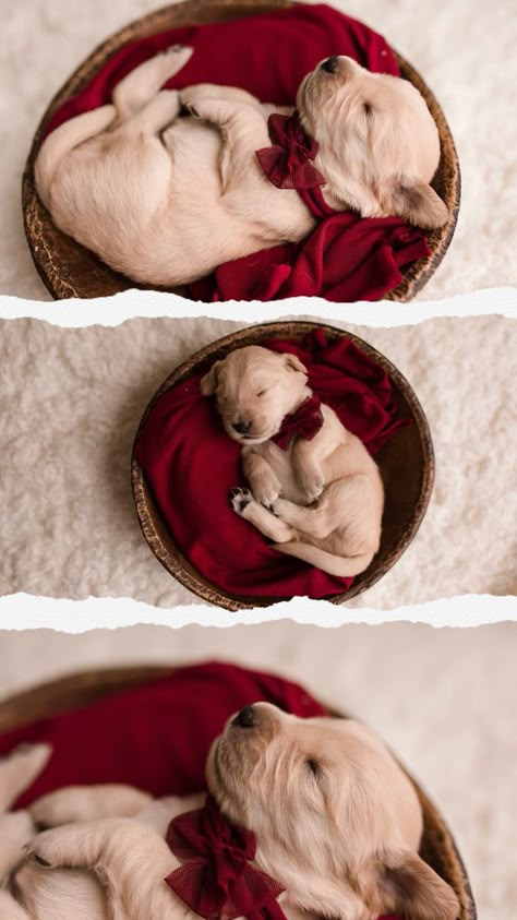 Christmas Puppy Litter Photoshoot, Puppies Photoshoot Ideas, Newborn Puppy Photos, Puppy Christmas Photoshoot, Newborn Puppy Photography, Puppy Newborn Photoshoot, Christmas Puppy Photoshoot, Puppy Picture Ideas To Sell, Newborn Dog Photography