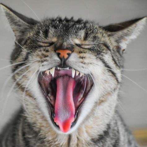 Cat Mouth Reference, Cat Open Mouth Drawing, Guggle Jug, Yawning Reference, Cat Mouth Open, Yawning Drawing Reference, Cat Open Mouth, Cats Yawning, Cat Reference Photo