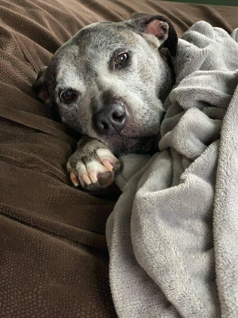 Abused Senior Finally Finds Her Forever Home After 10 Years In A Shelter Trusting Again, Senior Dogs, Wolf Pictures, Animal Sanctuary, Foster Home, Sweet Dogs, Animal Stories, Senior Dog, Guy Names