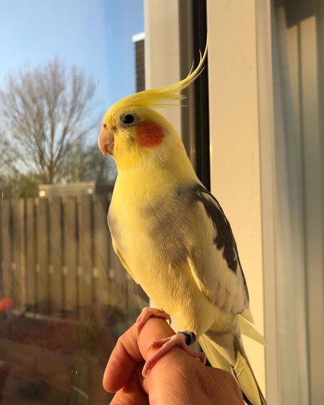 Pretty Pet Birds, Cockatiels Aesthetic, Cacatoo Bird, Cute Pet Birds, Cockatiel Aesthetic, Pet Cockatiel, Yellow Cockatiel, Bird Cockatiel, Birds Cockatiel