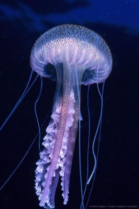 Jellyfish Photography Underwater, Medusa Animal, References Photos, Jellyfish Facts, Purple Jellyfish, Jellyfish Pictures, Jellyfish Costume, Aquarium Pictures, Jellyfish Illustration