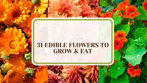 Explore the beauty and nourishment of edible flowers in your garden. This guide highlights a variety of flowers you can grow and eat, enhancing both aesthetics and culinary experiences. Discover how edible blooms can transform your garden into a vibrant and tasty haven. Flowers Recipes, Edible Flower Garden, Edible Flowers Recipes, Leafhopper, Perennial Border, White Flies, Spider Mites, Flower Food, Hardy Perennials