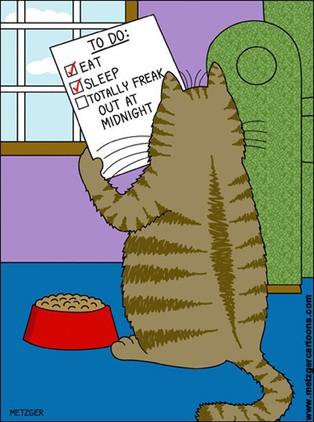 You've Got to Be Kitten Me with the 13 Best Cat Jokes out There Katt Grejer, Gatos Cool, Cat Cartoons, Cat Jokes, Cat Comics, Cat Humor, Here Kitty Kitty, I Love Cats, Kitty Kitty