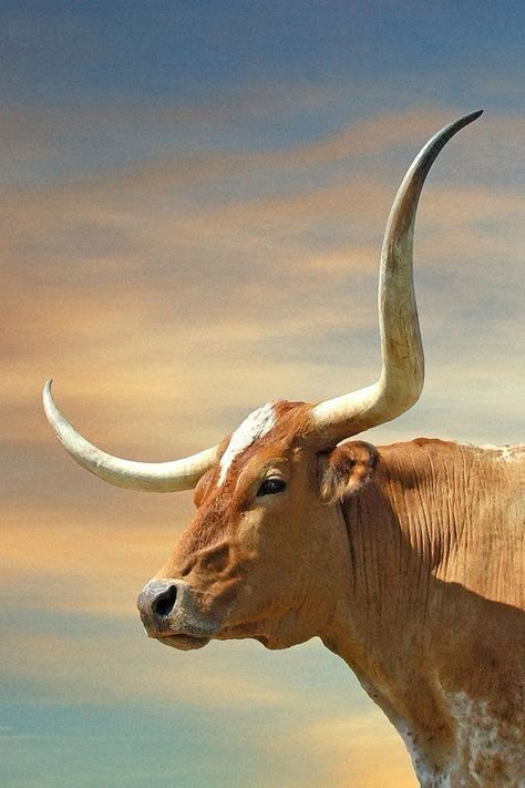 Horns Art, Humor Animal, Longhorn Bull, Long Horns, Longhorn Cattle, Longhorn Cow, Long Horn, Bull Cow, Cow Pictures