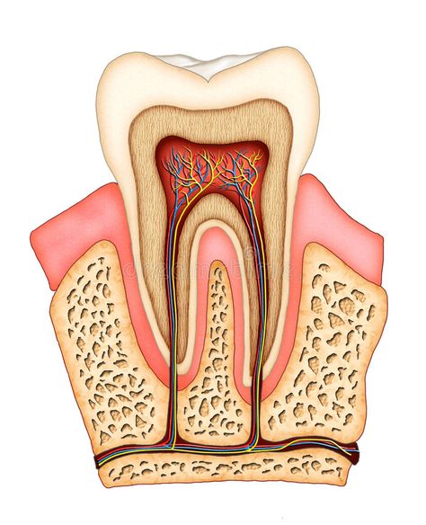 Clove Dental, Teeth Anatomy, Citrus Drinks, Tooth Infection, Dental Anatomy, Tooth Enamel, Teeth Health, Tooth Pain, Dental Art