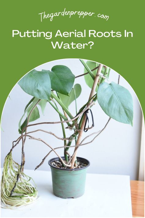 putting aerial roots in water Hydroponic Solution, Plant Problems, Plant Diseases, Root Growth, Liquid Fertilizer, Monstera Plant, Plant Drawing, Plant Roots, Plant Needs