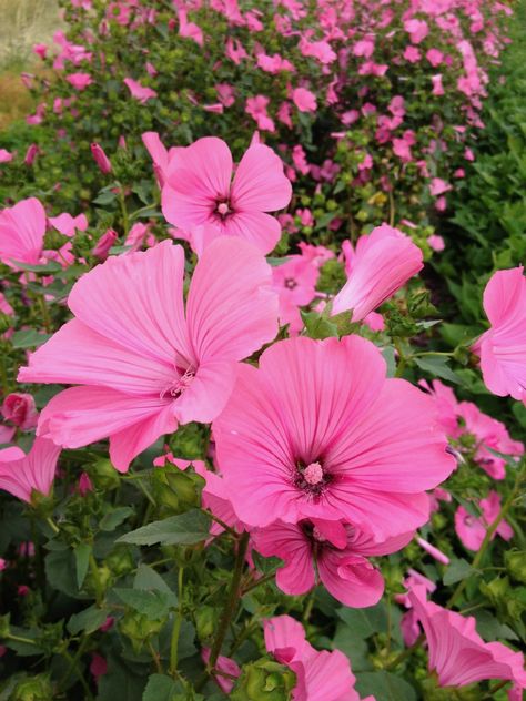 Rose Mallow Plant, Poppy Mallow Plant, Poppy Mallow, Indian Mallow Flower, Mallow Plant, Rose Mallow, Mystical Garden, Marshmallow Flowers, Mallow Flower