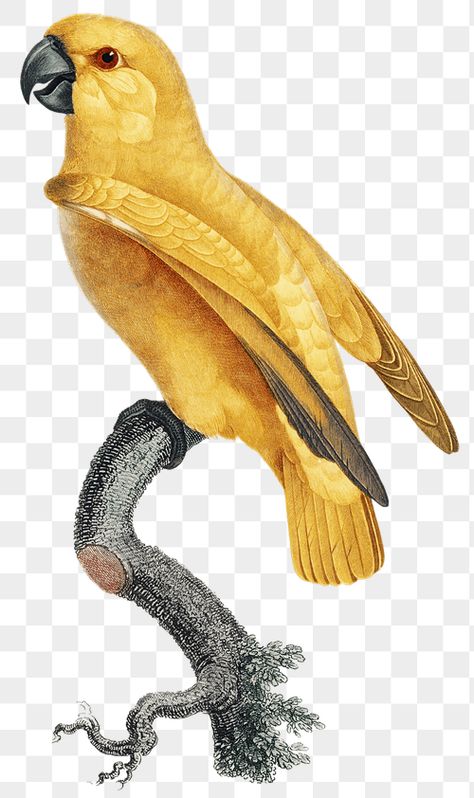 Parrot Images, Jungle Border, Parrot Png, Yellow Parrot, Senegal Parrot, Stickers Photos, Jungle Birds, Vintage Parrot, Wood Carving For Beginners