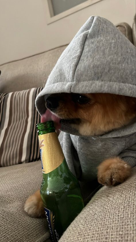 Dog In Hoodie, Dog Wearing Clothes, Mood Memes, Hoodie Images, Reaction Pic, Funny Dog Pictures, Dog Sweatshirt, Funny Outfits, Mirror Pic