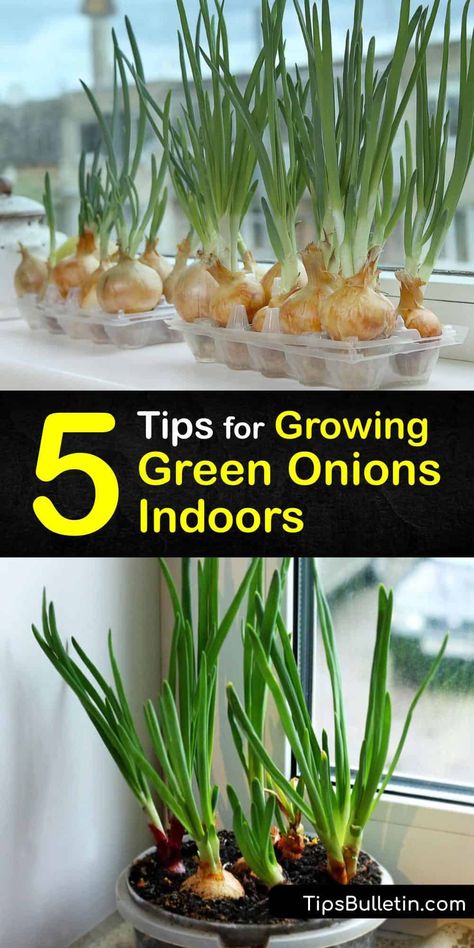 How To Grow Onions Indoors, Growing Green Onions Indoors, How To Grow Green Onions Indoors, Grow Green Onions From Scraps, How To Grow Green Onions, Green Onions In Water, Planting Green Onions, Store Green Onions, Growing Shallots