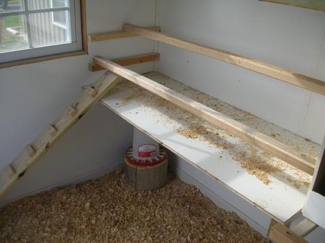 Poop board experts! | BackYard Chickens - Learn How to Raise Chickens Chicken Roosts, Inside Chicken Coop, Chicken Perches, Chicken Roost, Chicken Poop, Fancy Chickens, Chicken Coup, Diy Chicken Coop Plans, Chicken Care