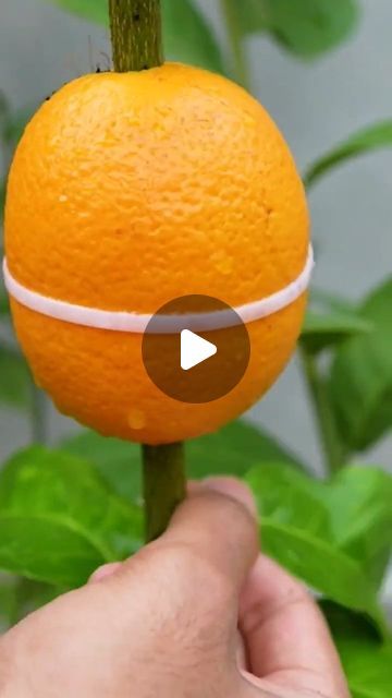 How To Propagate Lemon Tree, Broken Pot Garden, Repotting Orchids, Growing Vegetables In Pots, Garden Hacks Diy, Grafting Plants, Stop And Smell The Flowers, Indoor Water Garden, Bloom Where Youre Planted