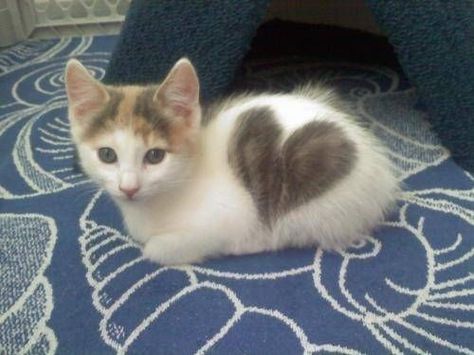 These kitties don't just wear their hearts on their sleeves, they wear it on their fur, too! (Via.). Image Chat, Söt Katt, Puppies And Kitties, Cute Cats And Kittens, Cute Kittens, Pusheen, Crazy Cat Lady, Beautiful Cats, 귀여운 동물