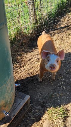 Pigs On A Farm, Pigs On Farm, Best Homestead Animals, Cute Farm Dogs, Pig Astethic, Pig Farm Aesthetic, Backyard Animal Farm, 4h Animals, Pig Pen Ideas