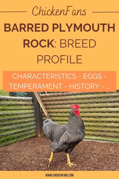 Plymouth Rock chickens are among the most popular chicken breeds in the United States. While there are many varieties, the most common is the Barred Plymouth Rock, also known as the Barred Rock. This breed’s distinctive black-and-white striped feathers make it a favorite among poultry keepers and farmers. Let’s explore the characteristics of the Barred Rock, shedding light on why they are so popular. Barred Rock Rooster, Barred Plymouth Rock Chickens, Dominique Chickens, Barred Plymouth Rock, Chicken Breeds For Eggs, Barred Rock Chickens, Best Chicken Breeds, Rare Chicken Breeds, Sussex Chicken