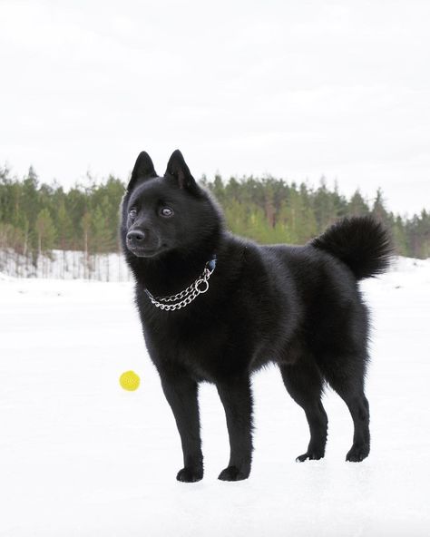 Schipperke Puppies, Schipperke Dog, Disabled Dog, Really Cute Puppies, Purebred Dogs, Group 1, American Kennel Club, Weird Animals, Cattle Dog