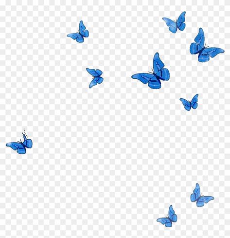 Butterfly Png Editing, Transparent Butterfly Png, Blue Butterfly Png, Blue Flower Png, Butterflies Png, Butterfly Animal, Butterfly Png, Butterfly Background, Overlays Instagram