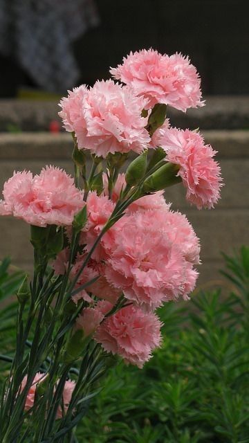 Carnation Plants, Dianthus Caryophyllus, Flower Fragrance, Pink Carnations, Carnation Flower, The Secret Garden, Beautiful Flowers Pictures, Exotic Flowers, Flower Pictures