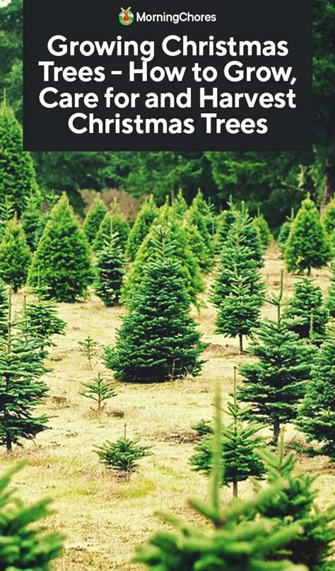 Growing Christmas Trees: Varieties, Planting, Care and Harvest How To Grow Christmas Trees, Christmas Tree Farm Layout, Planting Christmas Trees, Starting A Christmas Tree Farm, Growing Christmas Trees, Tree Farm Ideas, Christmas Tree Varieties, Christmas Tree Lot, Christmas Tree Farms