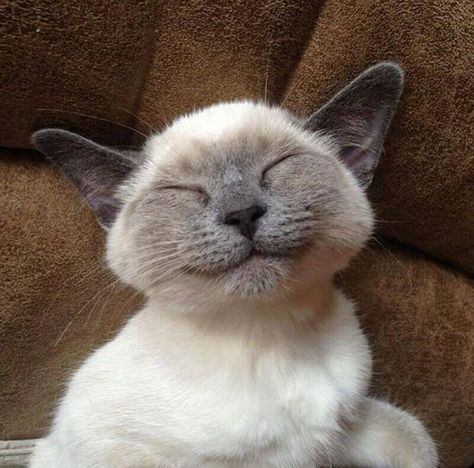 Smiling Cat, Gray Cat, Cute Cats And Kittens, Zulu, Happy Cat, Siamese Cats, Pretty Cats, Beautiful Cats, Crazy Cats