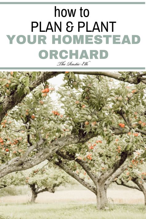 Ready to start your homestead orchard? These tips will help you figure out how to plan and plant your own fruit bearing trees so that you can grow even more food, even in small spaces, and add to your self sufficiency goals. Portage Garden, Homestead Planning, Homestead Orchard, Backyard Orchard, Small Homestead, Homestead Layout, Orchard Design, Fruit Bearing Trees, Orchard Garden