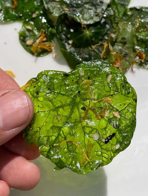 Nasturtium chips are a fun, easy way to enjoy edible flowers — Edible Inland Northwest Edible Forest Garden, Nasturtium Leaves Recipes, Edible Pine Needles, Fae Food, Nasturtium Capers Recipe, Nasturtium Recipes, Nasturtium Infused Oil, Dried Nasturtium Flowers, Nasturtium Chips