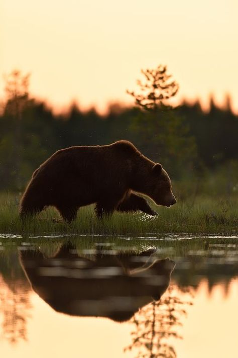 Daily Dozen — Photos -- National Geographic Your Shot Brown Bear Photography, Brown Bears Aesthetic, Grizzly Bear Aesthetic, Brown Bear Aesthetic, Bear In Water, Brown Animals, Bear Walking, Bear Aesthetic, National Geographic Photography