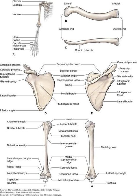 Humerus Bone Anatomy, Upper Limb Bones, Limb Anatomy, Upper Limb Anatomy, Shoulder Anatomy, Human Skeleton Anatomy, Human Muscle Anatomy, Anatomy Bones, Gross Anatomy