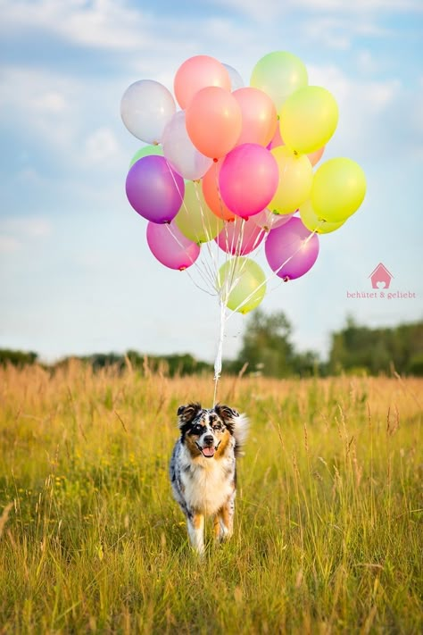 5th Birthday Photoshoot, Dog Birthday Photoshoot, Pet Photography Props, Dog Photoshoot Pet Photography, Boy Photo Ideas, Doggie Birthday, Dog Photo Ideas, Photo Op Ideas, Dog First Birthday