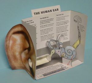 Human Body Projects, Ear Anatomy, Science Models, Biology Projects, Human Body Unit, Cc Cycle 3, Human Ear, Science Projects For Kids, Cycle 3