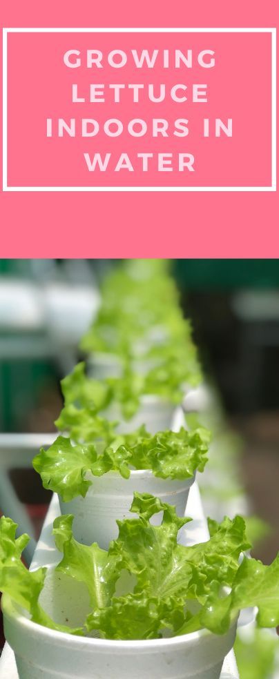 Is growing lettuce indoors in water possible? For sure many of you have seen internet photos about growing lettuce in water indoors. A quick answer is a YES. Growing Lettuce In Water, How To Grow Lettuce Indoors, Romaine Lettuce Growing, Growing Lettuce Indoors, Lettuce Growing, Buttercrunch Lettuce, Hydroponic Lettuce, Planting Lettuce, Red Leaf Lettuce