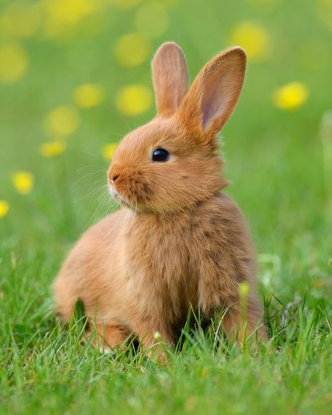 Rabbits In Nature, Meadow Animals, European Rabbit, Bunny Photography, Rabbit Photography, Animals Reference, Aesthetic Animals, Animal Photography Wildlife, Tattoo Animal