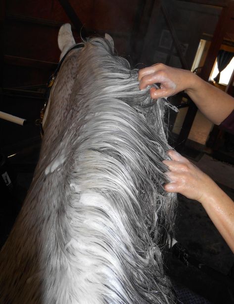 Plaiting Horses Mane, Horse Long Mane, How To Plait Horse Mane, Mane N Tail Shampoo, Horse Mane And Tail Detangler, Lusitano Horse, Horse Mane, Horse Tail, Horse Ideas