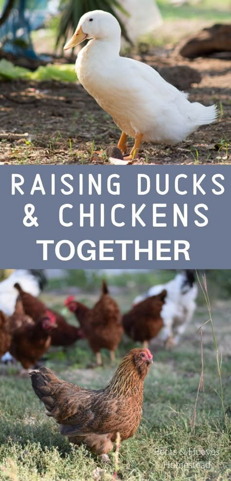 Ducks And Chickens Together, Ducks And Chickens, Backyard Ducks, Duck Coop, Duck Farming, Raising Ducks, Raising Farm Animals, Farming Ideas, How To Raise Chickens