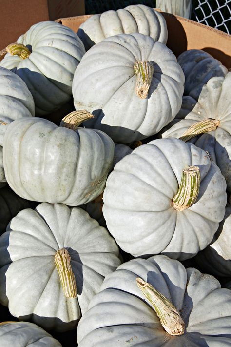 Flavorful and nearly stringless, this Australian heirloom is delicious to eat and ranges in color from dusty gray to greenish-blue. #marthastewart #pumpkins #falldecor #fall Colors Of Pumpkins, Different Types Of Pumpkins, Pumpkin Varieties Chart, When To Harvest Pumpkins, Gray Pumpkins, How To Grow Big Pumpkins, Pumpkin World, Jarrahdale Pumpkin, Homestead Pantry