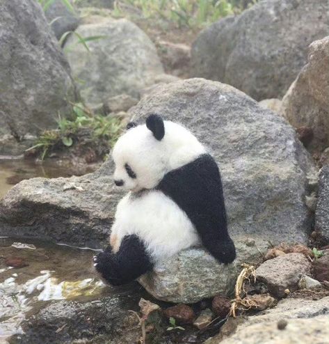 Panda Icon, Baby Panda Bears, Big Feelings, Cute Small Animals, Panda Bears, Pretty Animals, Cute Animals Images, Baby Panda, Silly Animals